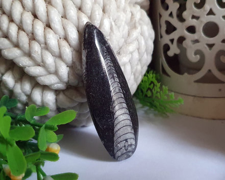 Orthocera (RARO) 6cm