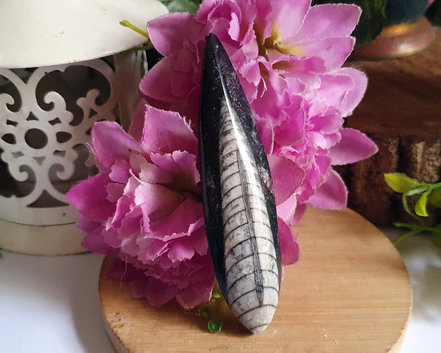 Orthocera (RARO) 9cm